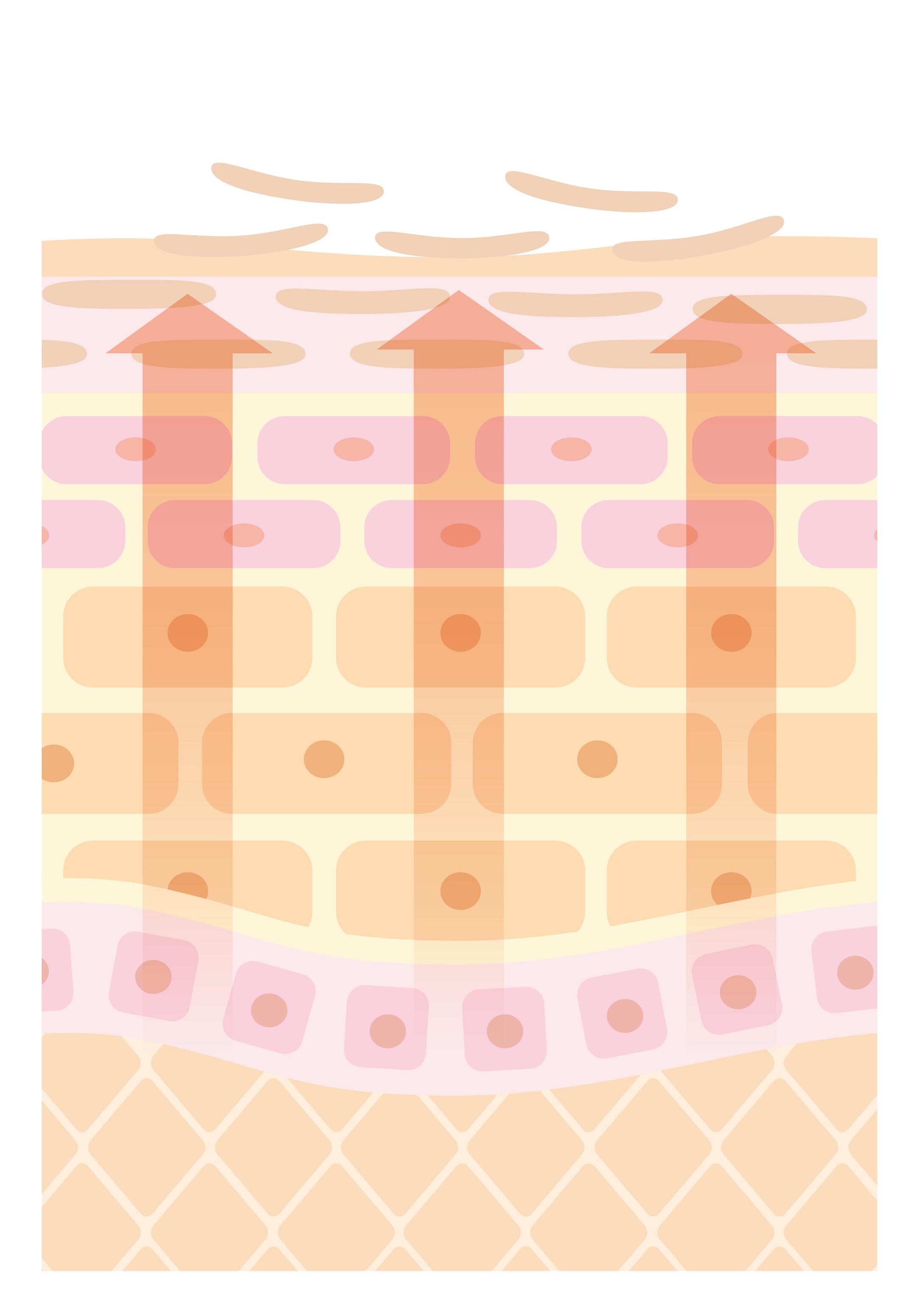 Schematische Infografik der Hautschichten: Zellen wandern von unten nach oben zur Hautoberfläche, um die Zellerneuerung darzustellen.